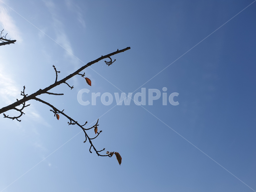 나뭇가지,나무가지,하늘,파란하늘,단풍,풍경,자연,nature,branch,maple,mapleleaves,autumn,sky,blue,scenery,leaf,leaves,가을