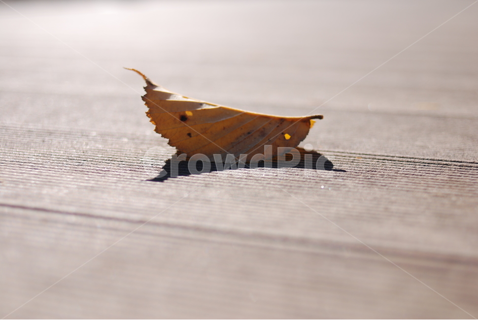 낙엽,단풍,가을,감성,잎새,가을,계절,fall,autumn,season,leaf,잎,plant,식물
