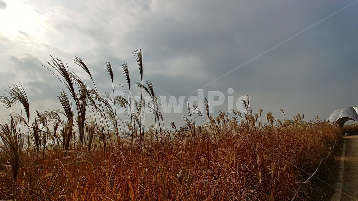 가을,갈대,억새,자연,풍경,쓸쓸한,해질녘,하늘공원,가을,계절,fall,autumn,season,grass,잔디,plant,식물,lawn