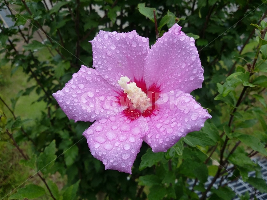 식물,꽃,flower,plant,무궁화,식물,자연,plants,nature,꽃,flower