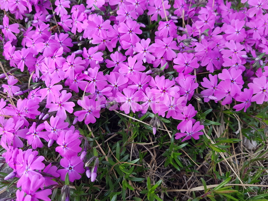 야생화,분홍꽃,봄꽃,배경,배경화면,식물,자연,plants,nature,꽃,flower