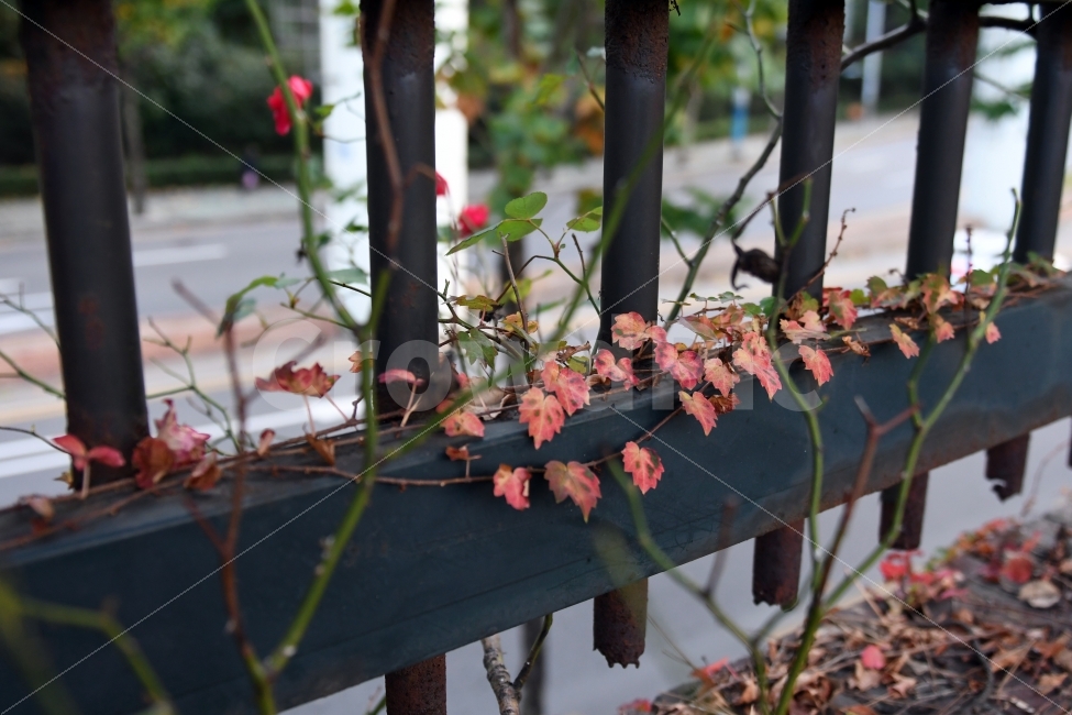 담쟁이,단풍,가을,외로움,낙엽,가을,계절,fall,autumn,season,식물,자연,plants,nature,plant,leaf,잎