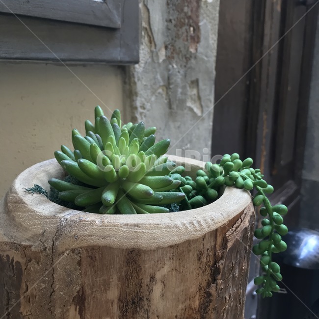 다육이,plant,식물,초록색식물,다육,다육식물