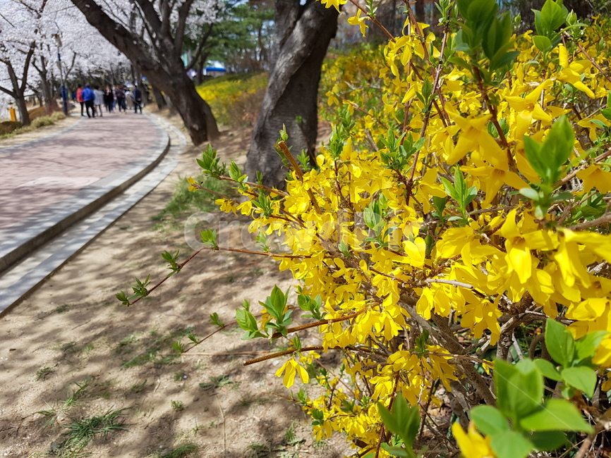 꽃,야생화,들꽃,예쁜꽃,꽃밭