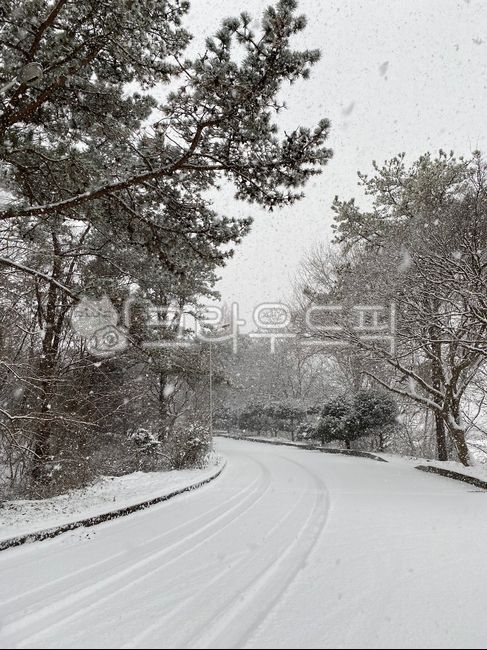 겨울,눈,함박눈,연말,겨울감성,화이트,펑펑,흰눈,자연,white,whitechristmas,snow