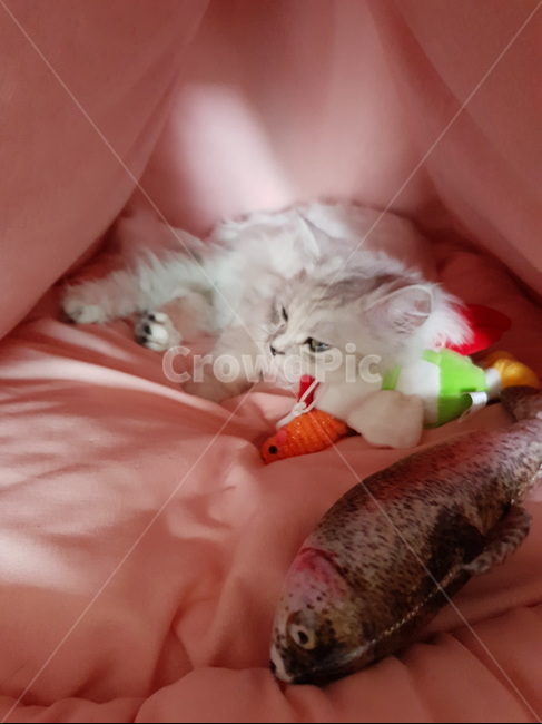 동물,고양이,페르시안,집,인형,잠,휴식,텐트,귀여움