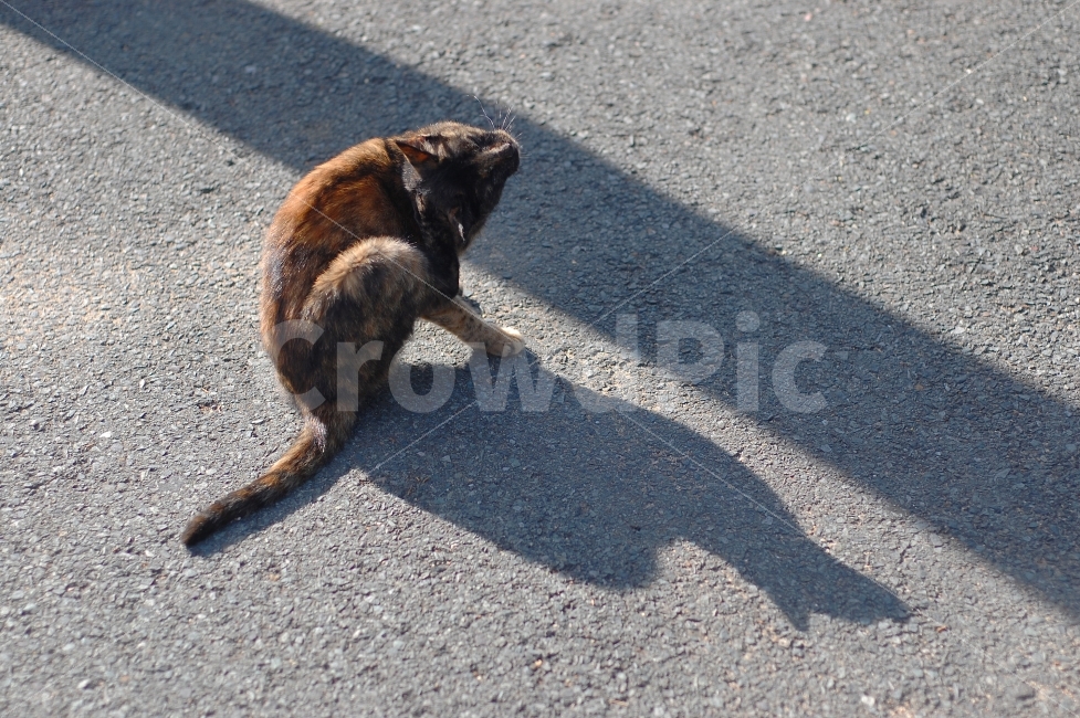 동물,고양이,독사진,그림자,햇빛,동물,animal,포유류,mammal,고양이,cat,kitten,kitty