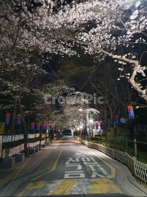 벚꽃,벚꽃놀이,벚꽃축제,야간벚꽃,야간산책,꽃,봄,계절,spring,season,야경,밤,풍경,nightscape,night,landscape,asphalt,아스팔트,road,도로