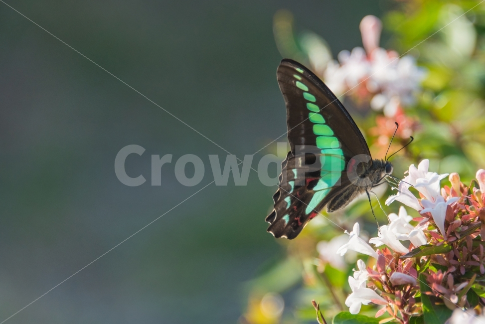 나비,butterfly,꽃과나비,flowers,민트,mint,가을,fall,공원,park,식물,자연,plants,nature,꽃,flower,동물,animal,곤충,벌레,insect,bug