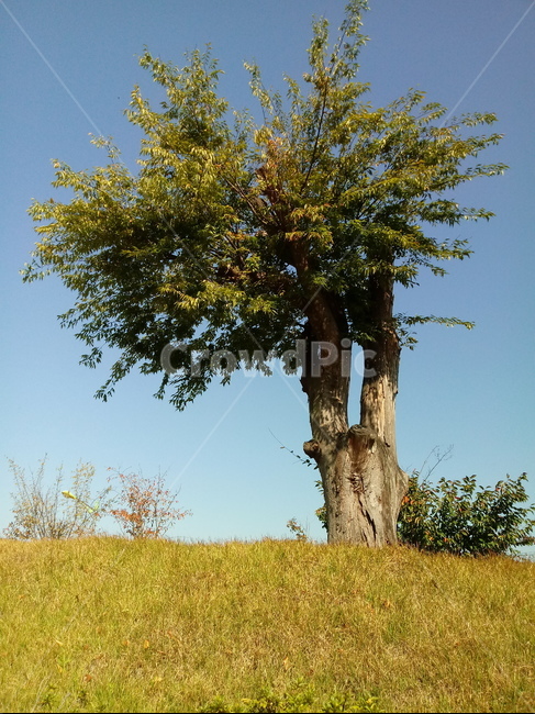 나무,하늘,tree,식물,경치,나무줄기,plant,자연,풍경,nature,landscape,tree trunk,나무 줄기