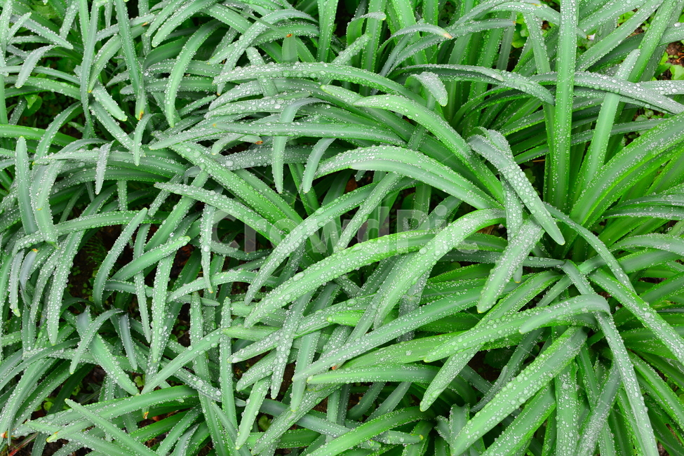 이슬,물방울,풀잎이슬,투명,빗방울,봄비,dew,water,맺히다,방울방울,plant,green,초록,싱그러운,신선한,맑은,아침이슬,해맑은,빗물,초본,영롱한,접사,마크로,클로즈업,fresh,clean,clear,natural,자연,식물,자연,plants,nature