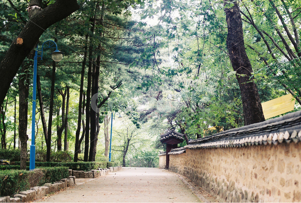 돌담길,나무,담,한옥,기와,골목길,alley,한국전통,한국문화,korean traditional,korean culture