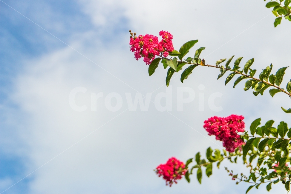 꽃,하늘,여행,접사,핑크,식물,자연,plants,nature,꽃,flower