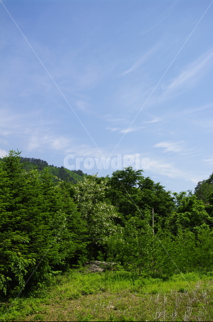하늘,구름,풍경,숲,산,나무,식물,plant,봄,spring,초록,자연,풍경,nature,landscape,outdoors,옥외,tree,fir,전나무