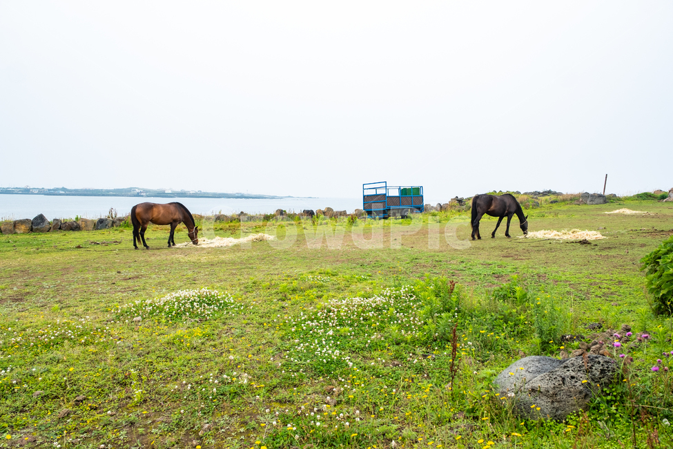 제주,제주도,우도,자연,아름다운풍경,풍경,비양도,섬,nature,jeju,말,평화로움,평화,들판,들,풀,풀잎,바닷가,목초지,outdoors,field,방목,동물,animal,포유류,mammal