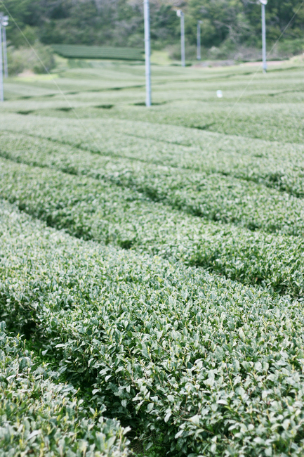 녹차밭,녹차,초록색,natral,자연,greantea,제주도,제주도녹차밭,leaf,잎사귀,밭,natural,가을,농촌,계절,이미지,한국,녹색,green,nature,landscape,풍경,시골,지방,지역,background,동양,아시아,asia,보성,전라도,신비,배경,경치,푸르른,농사,초원,필드,여행,관광,한국자연풍경,한국자연경관,korea,landscape식물,plantstreeswood,industryindustrial,농업,차,찻잎