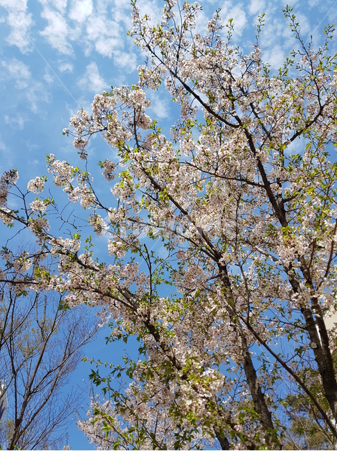 벚꽃,하늘,봄,구름,cherryblossoms,식물,자연,plants,nature,꽃,flower
