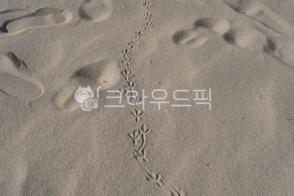 Footprints,bird footprints,sand,sandy beach,sandy shore,beach