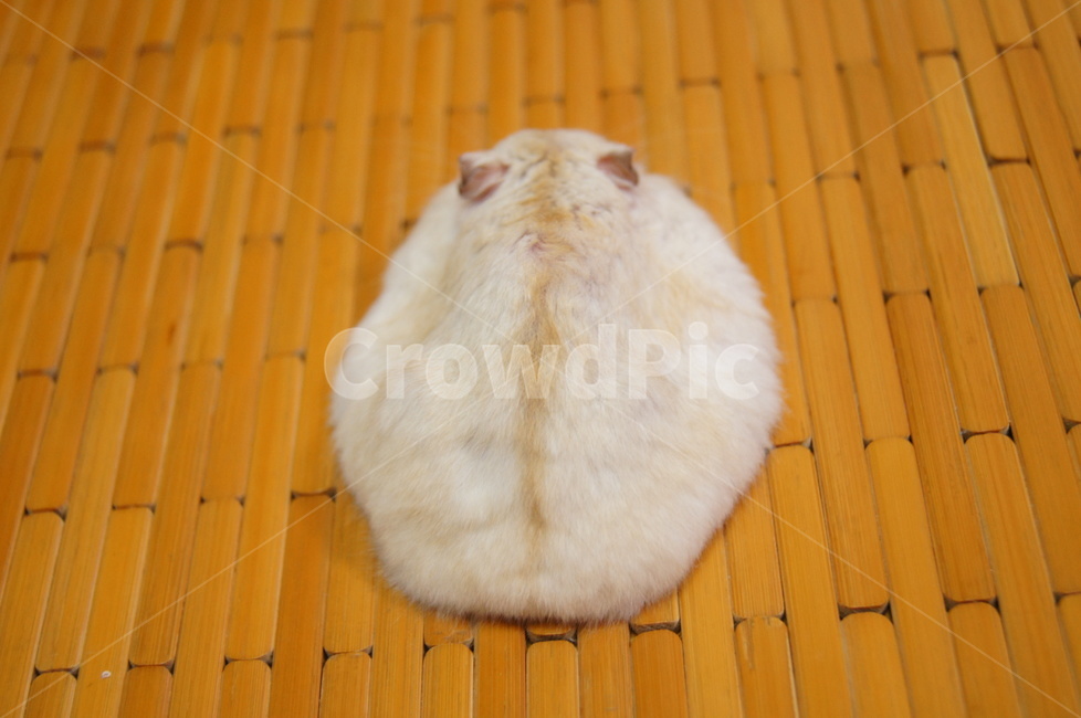 햄스터,푸딩햄스터,뚱뚱,지방,돼지,노랑색,노란색,퍼진,늘어진