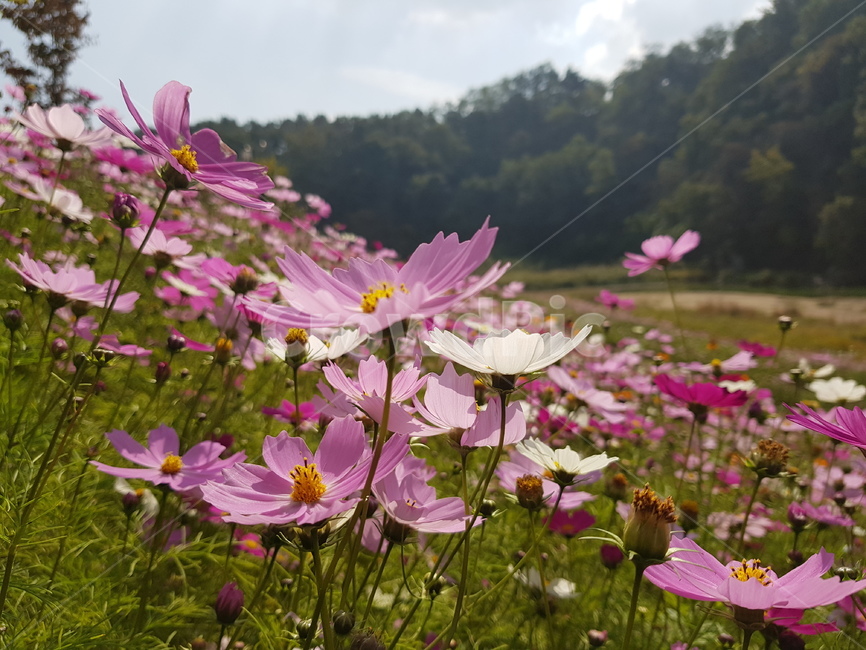 가을,코스모스,꽃,분홍,맑은,가을,계절,fall,autumn,season,식물,자연,plants,nature,꽃,flower,plant