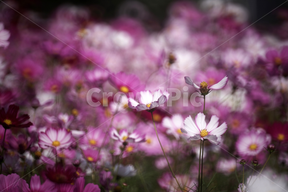 코스모스,꽃,식물,가을,계절,감성,자연,가을,계절,fall,autumn,season,식물,자연,plants,nature,꽃,flower,plant,blossom,petal,꽃잎