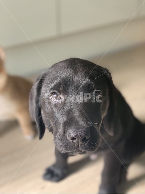 애완견,애견,리트리버,반려견,반려,동물,animal,포유류,mammal,개,강아지,dog,doggy