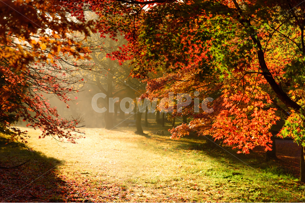 A national park,Naejangsan Mountain,backlight,yellow,tree,leaf,shine,morning,Red,fallen leaves,plant,maple,autumn,walk,Maple,Fog