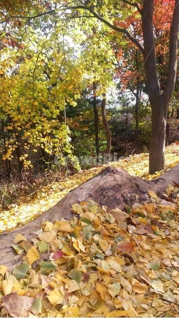 leaf,잎,나무,식물,산,산책,가을,풍경,단풍,가을,계절,fall,autumn,season,ground,바닥,tree,plant,tree trunk,나무 줄기