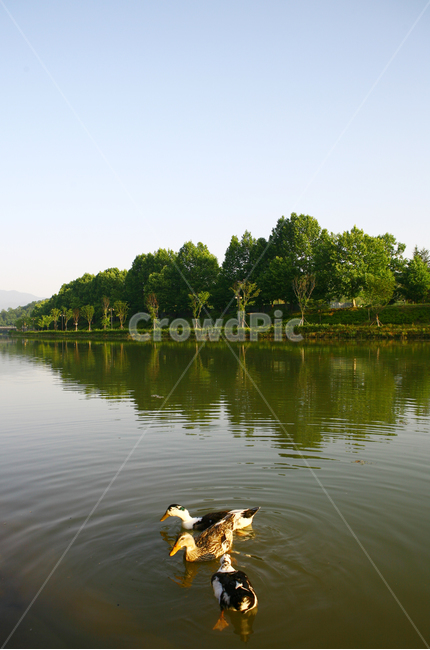 오리,호수,자연,동물,하늘,강,청둥오리,duck,water,물,outdoors,nature,animal,bird,river,sky,blue,파란하늘,힐링,나무