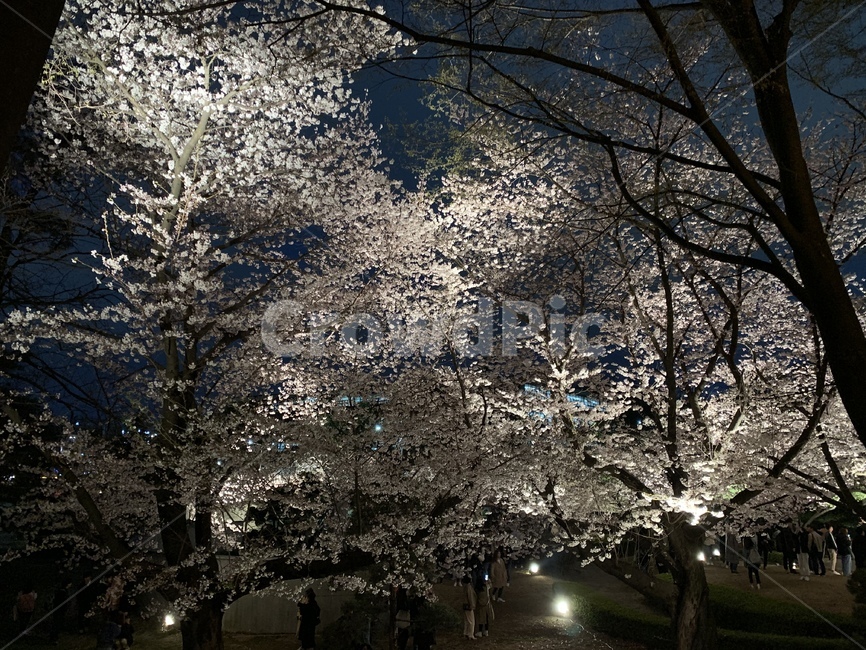 봄,벚꽃,수원벚꽃,벚꽃야경,수원벚꽃명소