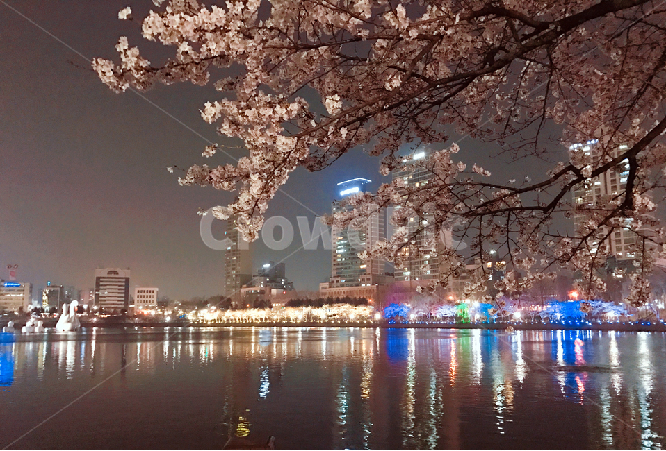 plant,식물,벚꽃,벚꽃축제,축제,야경,꽃,blossom,flower,호수,lake,cherryblossom,festival