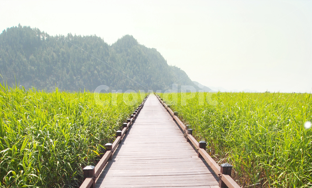 자연,길,시골,갈대밭,배경,nature,풍경,힐링,초록,green,숲길,잔디,도로,자연,풍경,nature,landscape