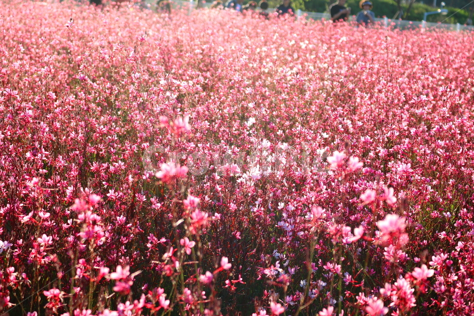 꽃,가우라,분홍바늘꽃,식물,자연,꽃밭,분홍꽃,식물,자연,plants,nature,꽃,flower