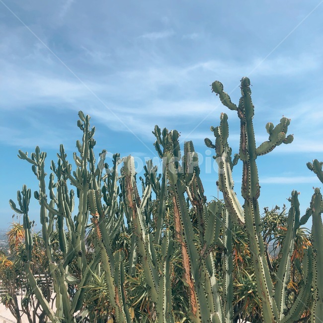 선인장,하늘,구름,plant,식물,하늘색,초록색,자연,sky,cactus,식물,자연,plants,nature