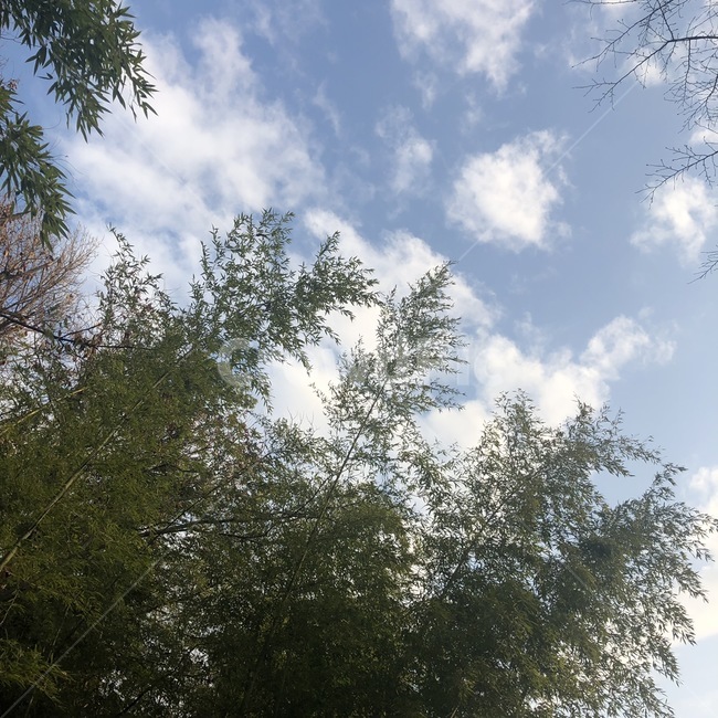 대나무,하늘,구름,나무들,숲사이,숲,tree,cloud,sky,bamboo,자연,풍경,nature,landscape,나무,plant,식물,outdoors,옥외