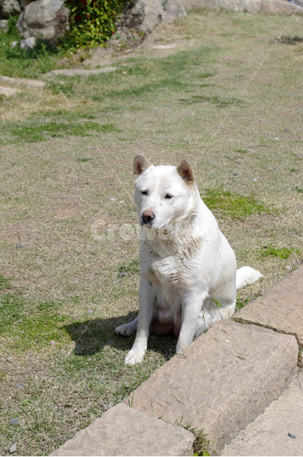 동물,애완견,반려견,개,animal,동물,animal,포유류,mammal,개,강아지,dog,doggy