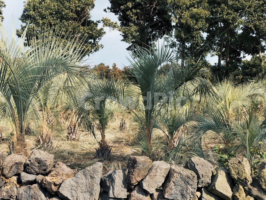 제주도,야자수,자연,돌,나무,제주도,jeju,jeju island,plant,식물