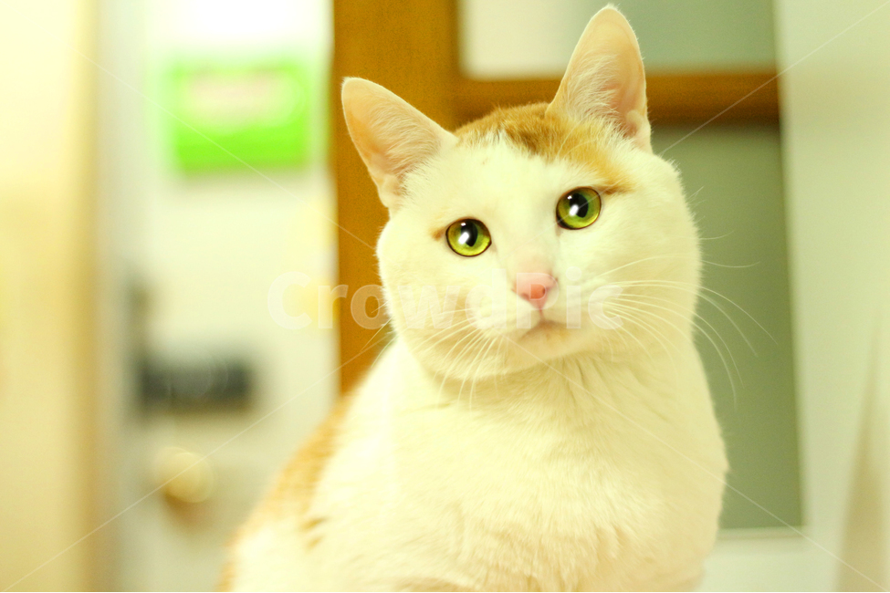 고양이,야옹이,개냥이,집냥이,캣,동물,animal,포유류,mammal,고양이,cat,kitten,kitty