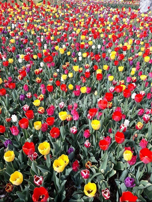tulip,봄꽃,부천식물원,나들이,튜울립,식물,자연,plants,nature,꽃,flower