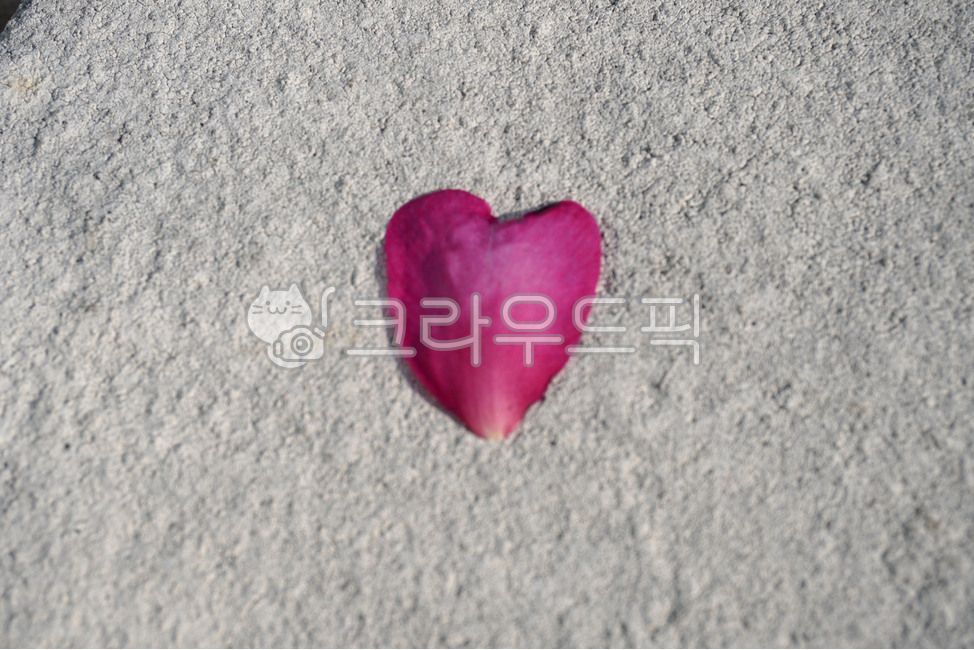 동백꽃잎,꽃잎,하트꽃잎,꽃잎하트,하트모양잎,petal