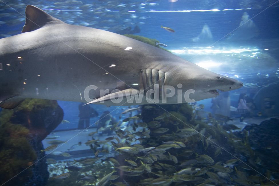 shark,상어,fish,동물,animal,물,해양생물,아쿠아리움,수족관,물고기,바다,sea,동물,animal