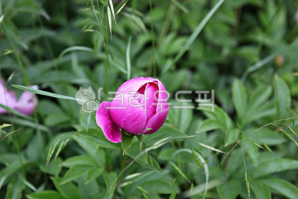 spring flowers,spring,petal,nature,plant,Rose,rose,flowering,leaf,park,flower