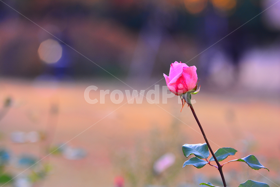 장미꽃,가을장미,한송이,분홍색꽃,핑크색,로즈,flower,rose,야외,보케,빛망울,플레어,늦장미,꽃,식물,나무꽃,식물,자연,plants,nature,꽃,flower
