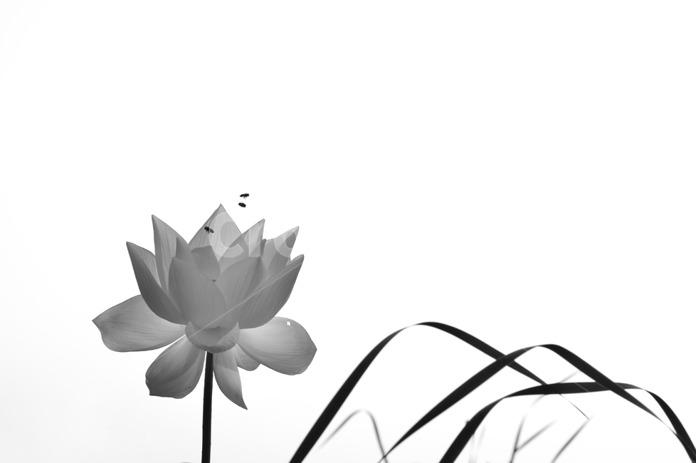 연,연꽃,백련,식물,꽃,식물,자연,plants,nature,꽃,flower,흑백,모노톤,monochrome,black and white