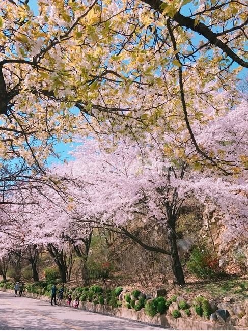 벚꽃,가로수길,자연,나무,plant,식물,봄,계절,spring,season