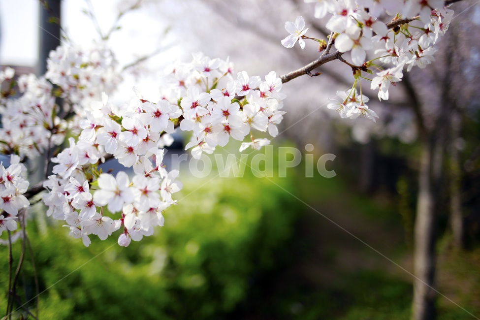 벚꽃,봄,봄꽃,spring,벚나무,식물,봄,계절,spring,season,식물,자연,plants,nature,꽃,flower,plant,blossom,cherry blossom