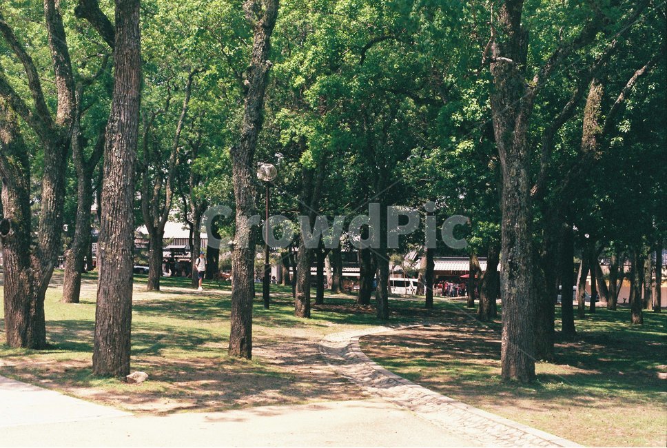 식물,나무,자연,숲,woodland,tree,plant,nature,outdoors,옥외,작은숲,나무줄기,풍경,자연풍경,forest