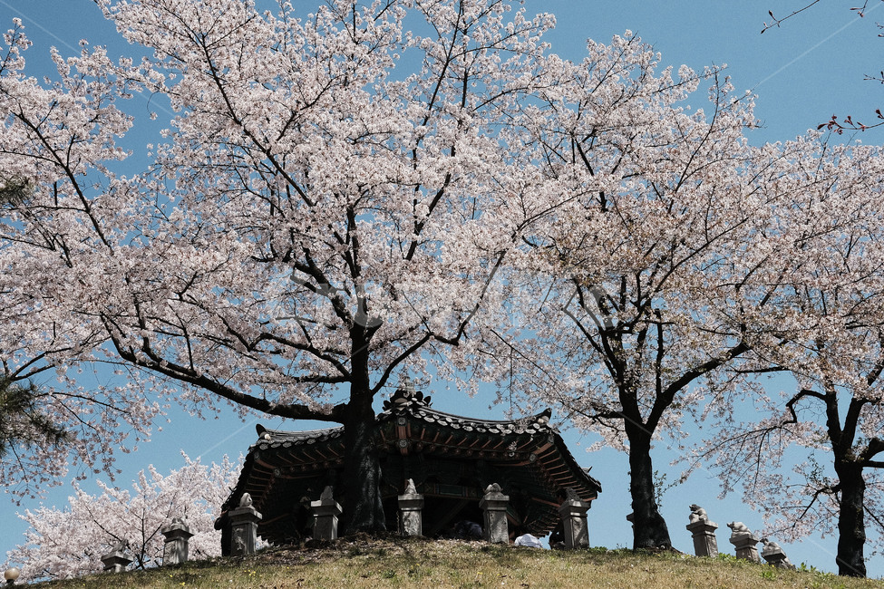 자연,nature,벚꽃,하늘,sky