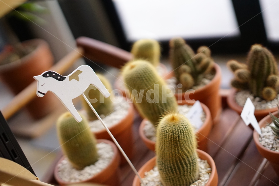 plant,식물,cactus,선인장,화분