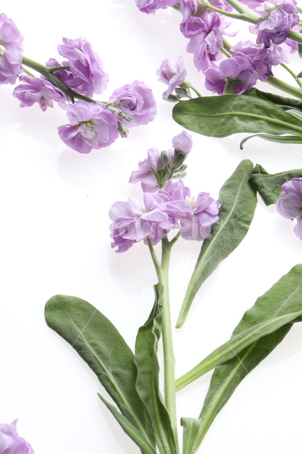 꽃,봄,보라색,flower,studio,예쁜,스튜디오,식물,자연,plants,nature,꽃,flower,누끼,remove background